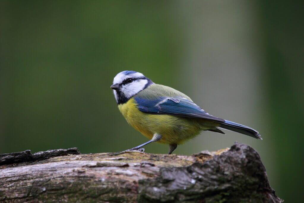 nature branch bird cute wildlife beak 699124 pxhere.com