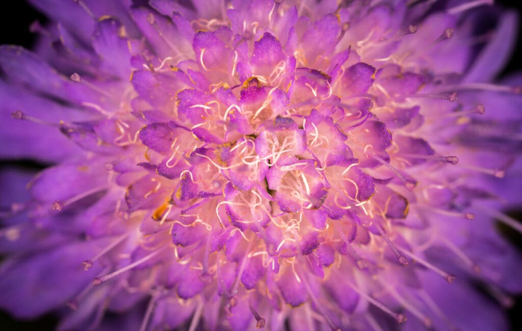 macro flower purple flora violet close up 1419243 pxherecom