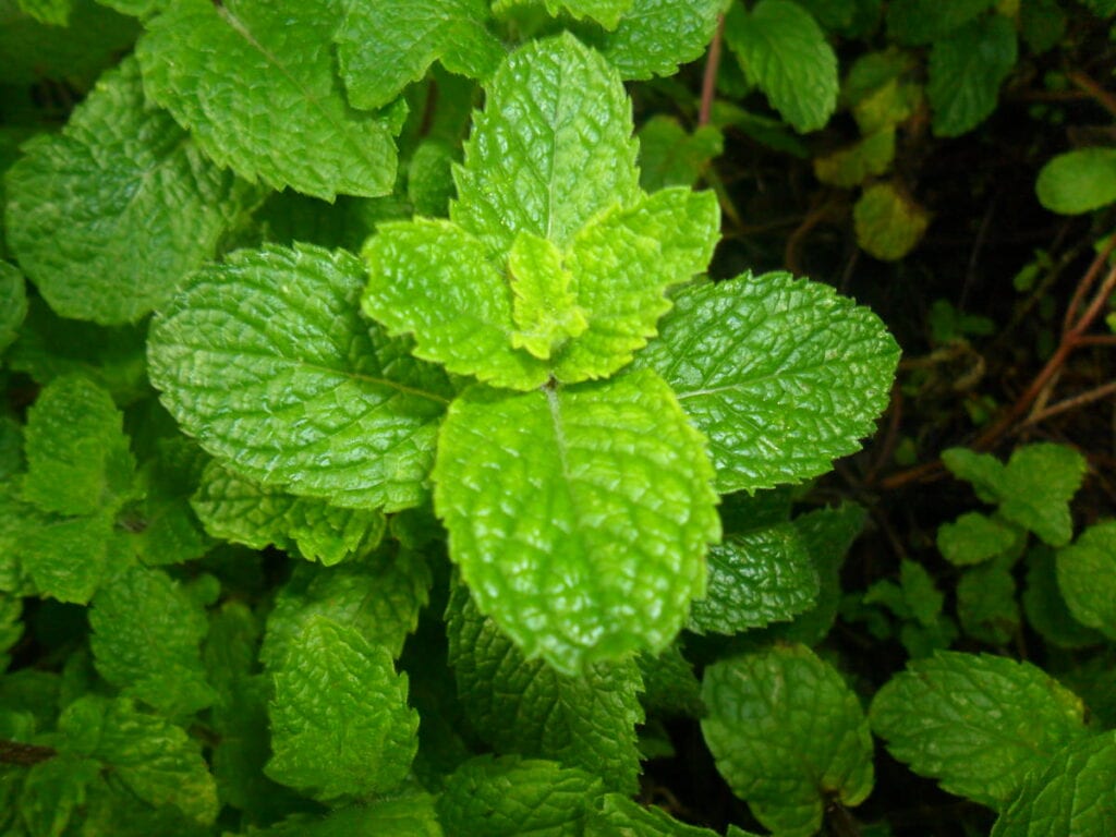 nature flowering plant plant leaf flower mint 1587987 pxherecom