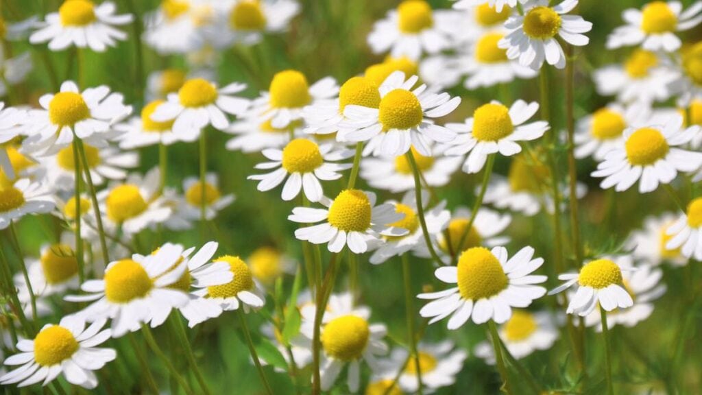 nature plant field meadow prairie flower 720564 pxherecom